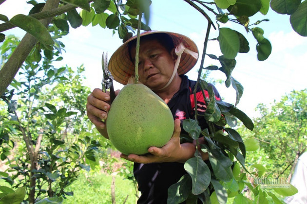 Miền Tây xuất hiện bưởi lạ: Chưa được phép nhưng ai thích cứ trồng