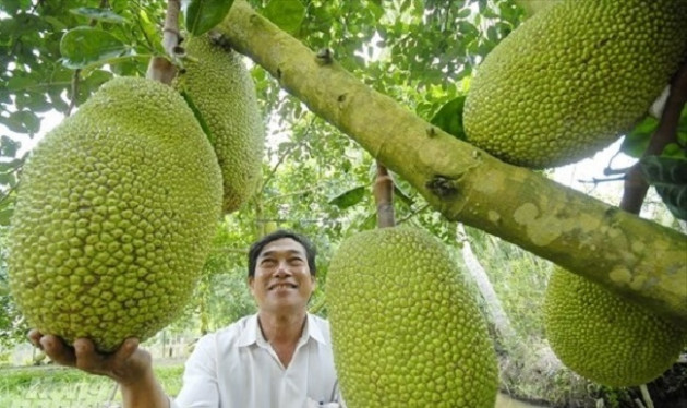 Mít Thái bất ngờ tăng giá gấp 3 lần, thương lái đổ về vườn lùng mua