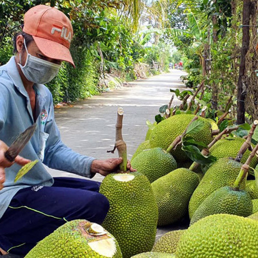 Mít Tiền Giang tăng giá, nhiều nhà vườn lãi lớnicon