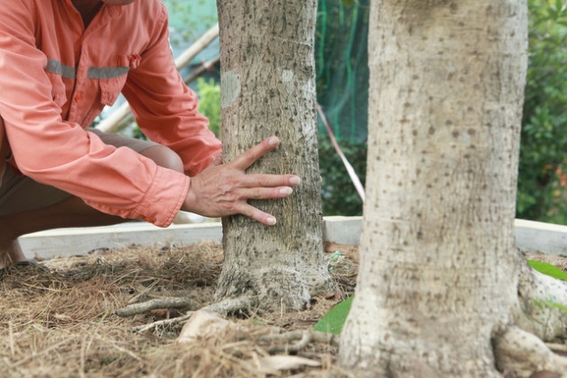 Mộc hương cổ 'huynh đệ' trả giá 3 tỷ đồng của đại gia đất Tổ