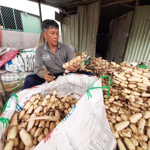 Mỗi năm trúng mùa bỏ túi cả tỷ đồng từ trồng sen lấy củ