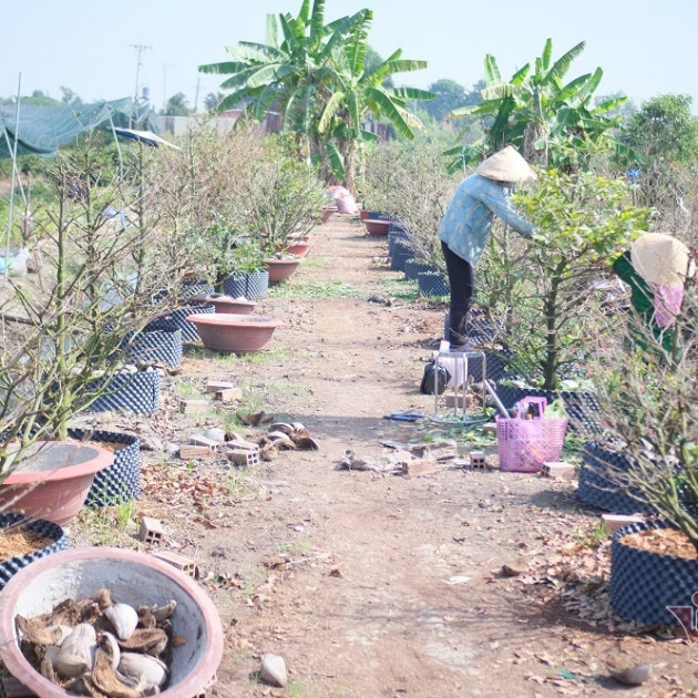 Mới qua Rằm, rầu lòng đóng vườn, bỏ chợ chờ Tết sang năm