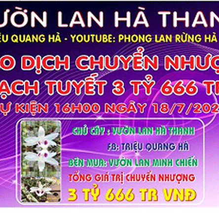 Một buổi uống trà, qua tay 3 giò lan Bạch Tuyết 3,6 tỷ đồng