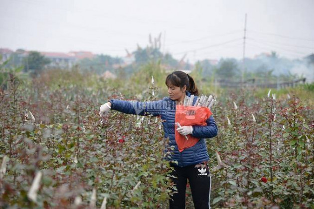 Chuyện chưa từng có, giá hoa giảm mạnh ngày 8/3