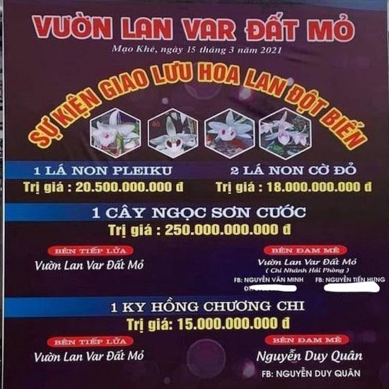 Mua bán lan đột biến hàng trăm tỷ phải đóng thuế gì?icon