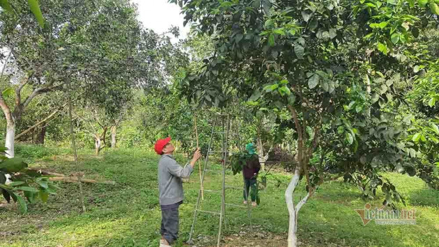 Mùa 'se duyên' cuối xuân, chờ ngày thu về 700 tỷ đồng