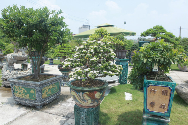 Mục sở thị khu vườn gần 1.000 cây cảnh bonsai hiếm có đất Hà thànhicon