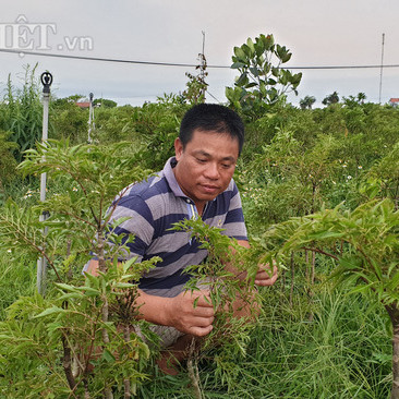 Nam Định: Đinh lăng giá rẻ như cho, từ cây làm giàu thành cây 'chết dở'