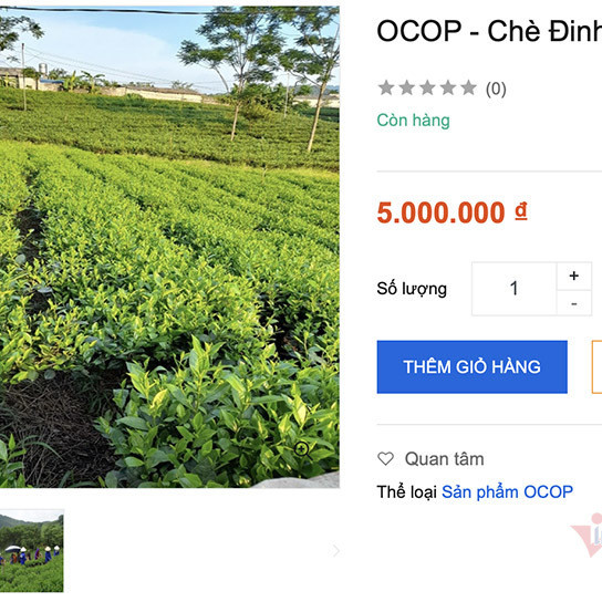 Năm triệu đồng/kg chè Thái Nguyên, hàng hiếm đắt khách trên sàn onlineicon