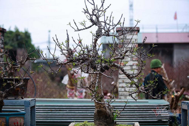 Nắng lên bất ngờ, đưa đào Thất Thốn vào 'hầm' điều hoà chờ Tết