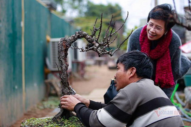 Nắng lên bất ngờ, đưa đào Thất Thốn vào 'hầm' điều hoà chờ Tết