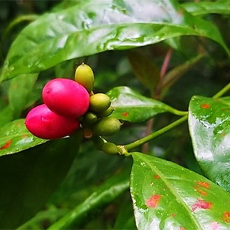 Nga ngua 6 loai rau dac san moc hoang gia dat hon thit