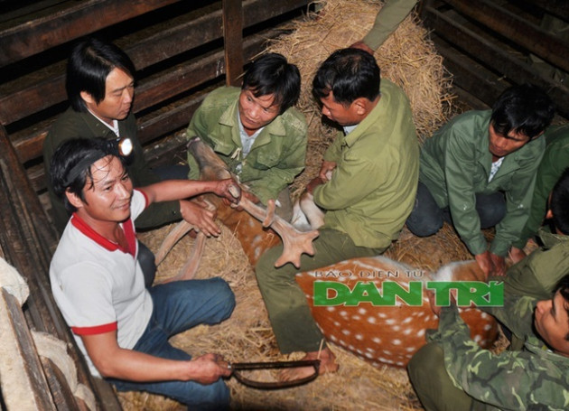 Ngắm cặp nhung 'siêu khủng', bán giá gần cả cây vàng tại Hà Tĩnh