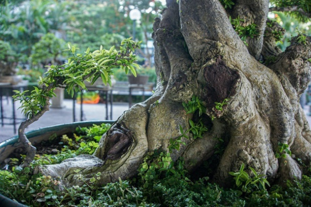 Ngắm cây mai chiếu thủy trăm tuổi, đại gia có tiền cũng không thể sở hữu