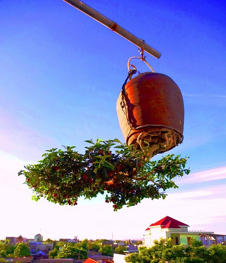 ngam dan bonsai “moc nguoc” cuc doc la cua lao gan xu quang hinh anh 11