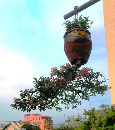 ngam dan bonsai “moc nguoc” cuc doc la cua lao gan xu quang hinh anh 2