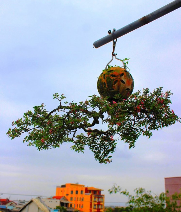 ngam dan bonsai “moc nguoc” cuc doc la cua lao gan xu quang hinh anh 3