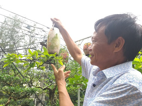 ngam dan bonsai “moc nguoc” cuc doc la cua lao gan xu quang hinh anh 6