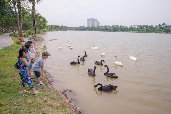 Ngắm đàn thiên nga thân thiện trong ‘thành phố triệu cây xanh’