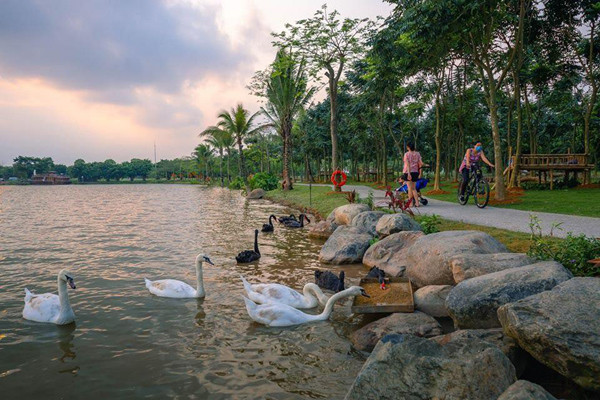 Ngắm đàn thiên nga thân thiện trong ‘thành phố triệu cây xanh’