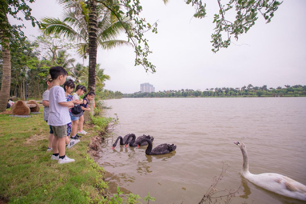 Ngắm đàn thiên nga thân thiện trong ‘thành phố triệu cây xanh’