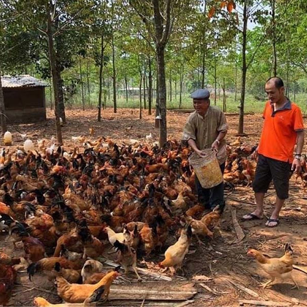 Ngày ăn mối, tối leo cây: Đặc phẩm tiến Vua trăm năm tuổi vùng ‘Đất lửa’