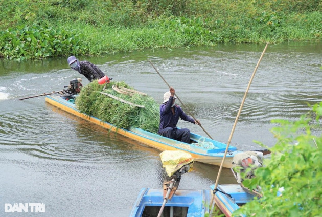 Nghề độc, lạ ở miền Tây, chỉ buôn bán mỗi cỏ dại mà đắt như tôm tươi - 6