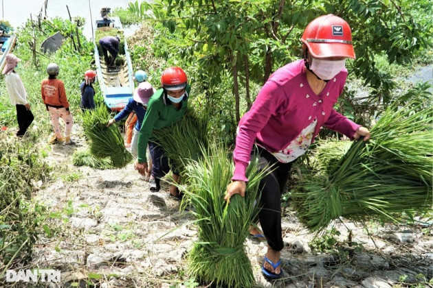 Nghề độc, lạ ở miền Tây, chỉ buôn bán mỗi cỏ dại mà đắt như tôm tươi - 7