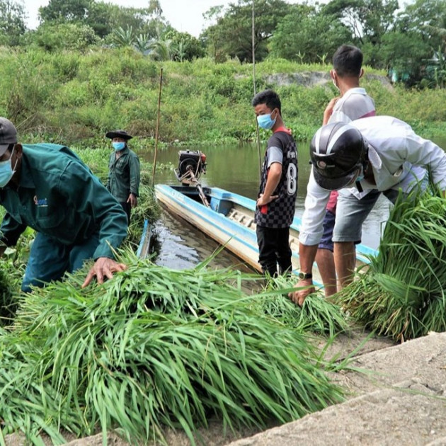 Nghề 'độc', lạ ở miền Tây, chỉ buôn bán mỗi cỏ dại mà đắt như tôm tươiicon