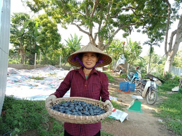 Ngỡ ngàng loại quả đen sì, trước rụng đầy vườn nay thành đặc sản đắt hơn thịt lợn