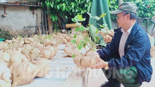 Ngo ngang loat cu thanh bonsai trung Tet doc nhat vo nhi-Hinh-3