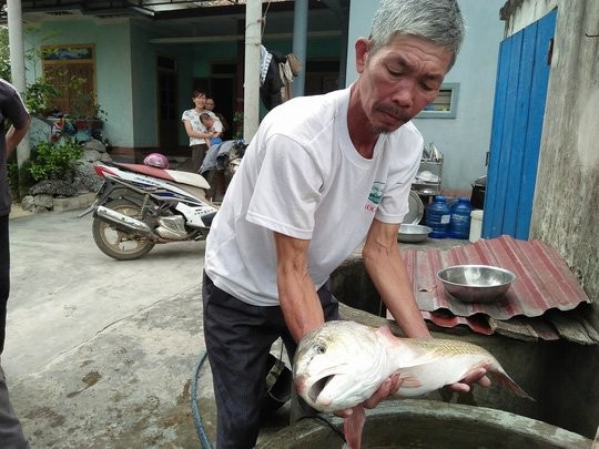 cá sủ vàng,cá quý hiếm,cá lạ