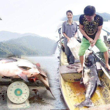 Ngư dân bắt 'thủy quái' siêu to khổng lồ ở hồ Tuyên Quangicon