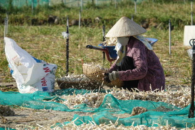 Người dân đảo Lý Sơn lao đao với vàng trắng - 2