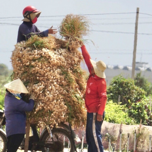 Người dân đảo Lý Sơn lao đao với 'vàng trắng'icon