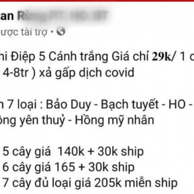 Người mua lan đột biến giờ chỉ muốn 'đột tử'icon