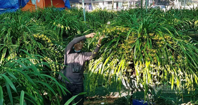 Nhà giàu siết chặt túi tiền, loài lan huyền thoại ế chưa từng có