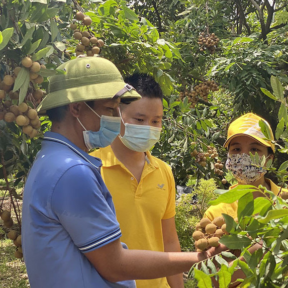 Nhãn Hưng Yên vào vụ, ngàn nông hộ bán hàng lên sàn thương mại điện tửicon