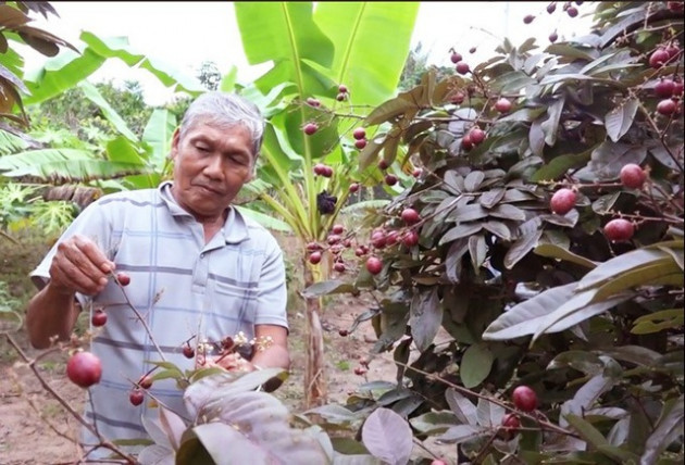 Nhãn tím chỉ có ở Việt Nam lại được săn lùng, giá cao 'ngất ngưởng'