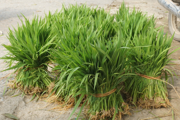 Nhổ lúa non bán như rau, nông dân bỏ túi cả trăm ngàn đồng mỗi ngày - 2