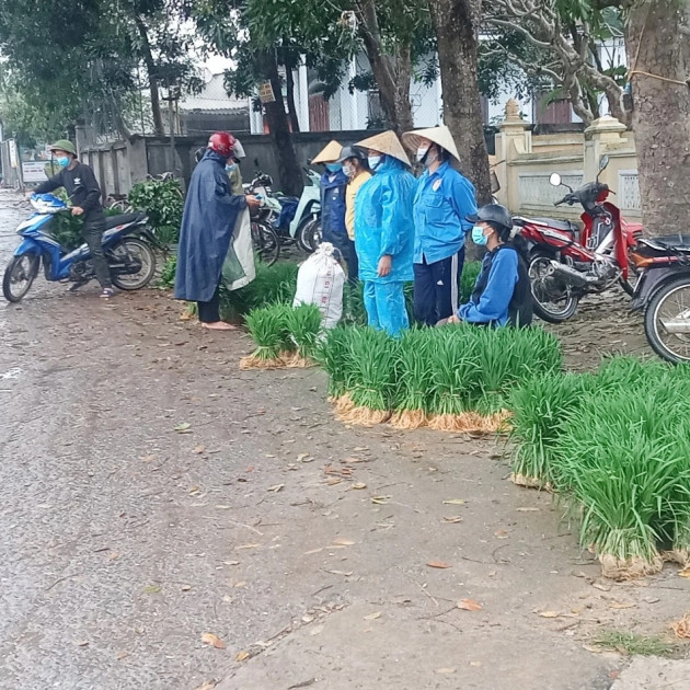 Nhổ lúa non bán như rau, nông dân 'bỏ túi' cả trăm ngàn đồng mỗi ngàyicon