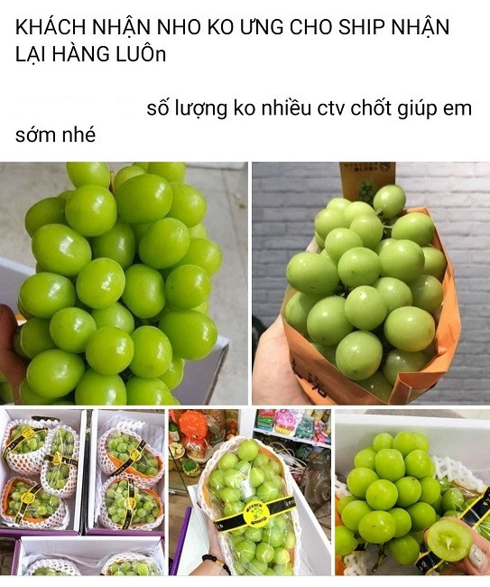 Nho sữa Trung Quốc 'loạn giá' trên chợ mạng