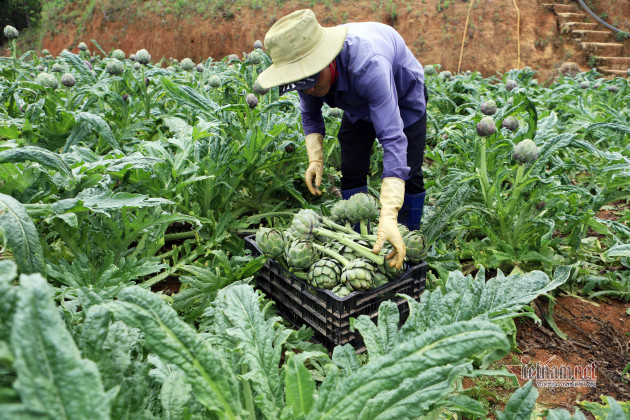 Những bắp hoa xanh khổng lồ, đặc sản Đà Lạt vào chính vụ