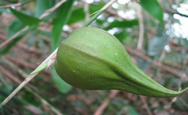 Những loại quả hiếm gặp, giá đắt nhưng ai cũng muốn mua về ăn thử