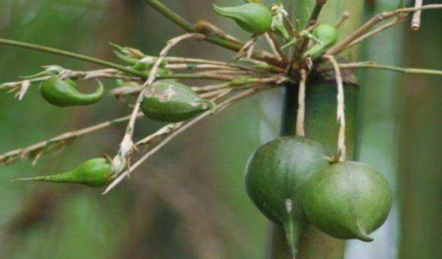 Những loại quả hiếm gặp, giá đắt nhưng ai cũng muốn mua về ăn thử