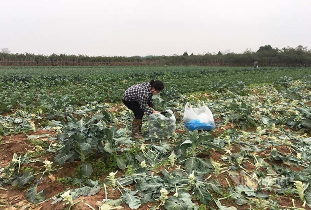 Nỗi đau giữa xuân mới: Ngàn tấn rau xanh ế hỏng đầy đồng