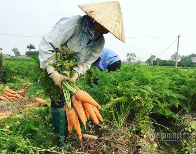 Nỗi lo trong tâm dịch, giải cứu gấp 100 ngàn tấn rau củ