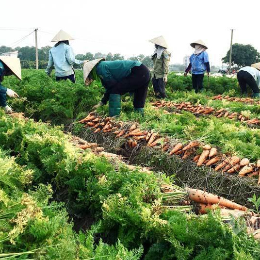 Nỗi lo trong tâm dịch, giải cứu gấp 100 ngàn tấn rau củicon