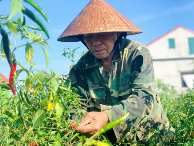 Nông dân Hà Tĩnh rớt nước mắt vì... ớt