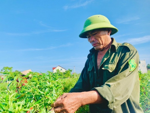 Nông dân Hà Tĩnh rớt nước mắt vì... ớt